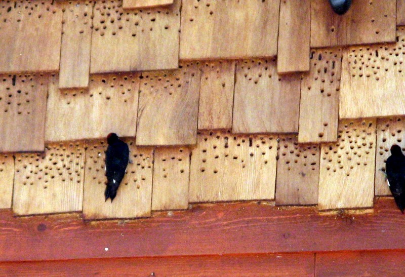 Gyűjtő küllő (Melanerpes formicivorus) épületrongálása (Forrás: www.birdbgone.com/products/woodpecker-deterrents).
