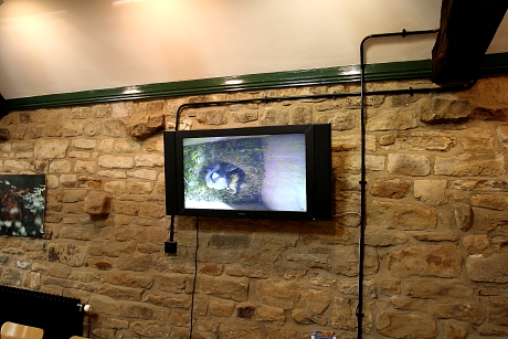 Zártláncú odúkamera képe LCD TV-n kivetítve egy angliai madárvédelmi látogatóközpontban (Fotó: Orbán Zoltán).
