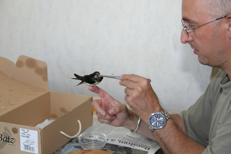 A legyengült vagy a segítséget elfogadni megtanuló madarakat legegyszerűbb így az ujjunkra (vagy a doboz peremére) ültetve etetni (Fotó: Orbán Lajos)
