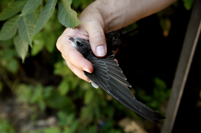 Jól látható ezen a kirepült, fiatal sarlósfecskén a madárcsoportra jellemző hosszú szárny (Fotók: Orbán Zoltán)