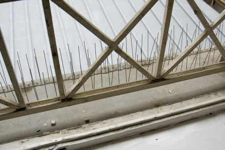 Parlagi galambok beülését megakadályozó tüskesor egy fővárosi ablakpárkányon (Fotó: Orbán Zoltán).