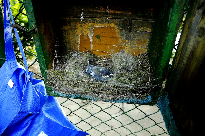 A fészek a két hetes széncinege fiókákkal a postaláda nyitott ajtajából nézve (Fotó: Orbán Zoltán). 