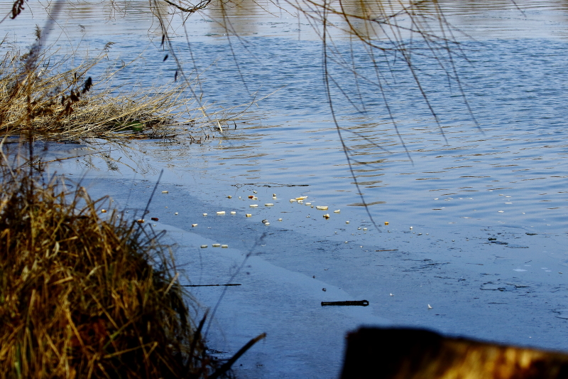 Kenyérhulladék vízimadarak téli etetőhelyén a Soroksári Kis-Dunán, 2016/2017 telén (Fotó: Orbán Zoltán)
