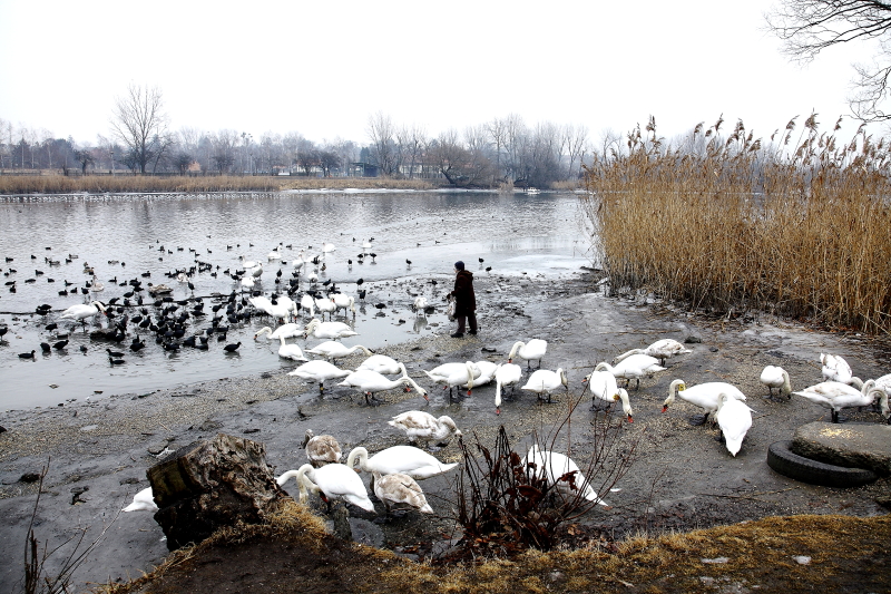 Kenyérhulladék vízimadarak téli etetőhelyén a Soroksári Kis-Dunán, 2016/2017 telén (Fotó: Orbán Zoltán)