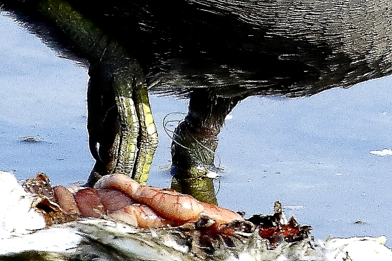 Ennek a vízityúknak más problémája is van – a bal bokaízületre tekeredett horgászzsinór a láb amputációját okozhatja (Fotó: Orbán Zoltán)
