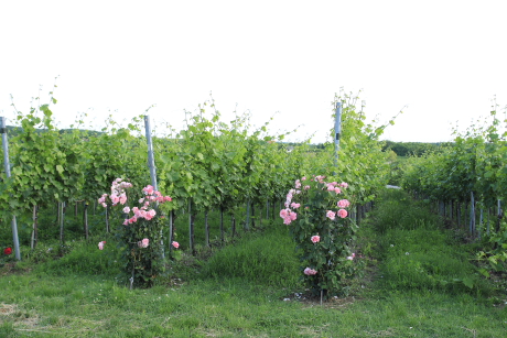Szőlőültetvény sorvégi rózsával a balatonlellei Konyári pincészetben (Fotó: Orbán Zoltán).