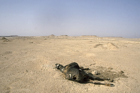 Sivatagi látkép elhulott állattetemmel (Fotó: Orbán Zoltán).