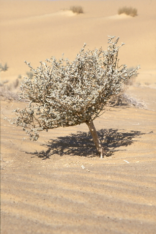 Tíz centis bokor egy szaharai homokdűnén (Fotó: Orbán Zoltán).