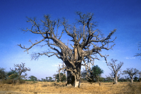 Baobafa a szavannán (Fotó: Orbán Zoltán).