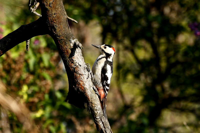 Balkáni fakopáncs / Syrian Woodpecker (Fotó: Orbán Zoltán).