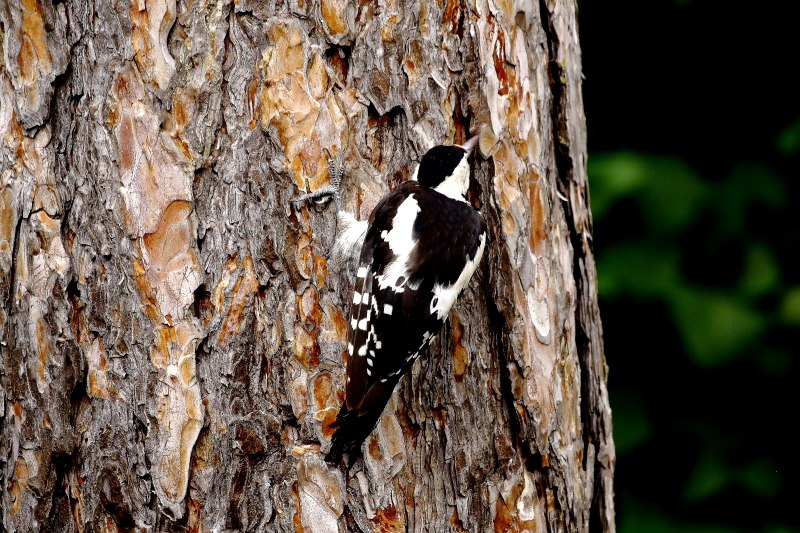 Balkáni fakopáncs kéregrepedésben vadászik / Syrian Woodpecker (Fotó: Orbán Zoltán).