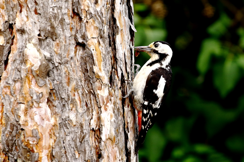 Balkáni fakopáncs kéregrepedésben vadászik / Syrian Woodpecker (Fotó: Orbán Zoltán).