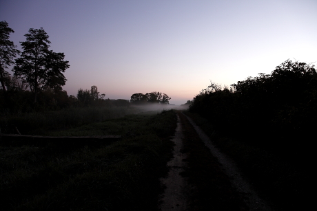 A fecskék a napfelkeltével húznak ki a nádas éjszakázóhelyről az MME Sumonyi Madárvonulás-kutató Állomásán (Fotó: Orbán Zoltán).