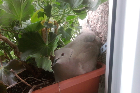 Balkáni gerle ablakpárkányon, balkonládában költ (Fotó: Bebesi Zoltán).