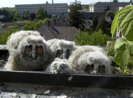 Erdei fülesbagoly fészekalj balkonládában (Fotó: Monoki Ákos).
