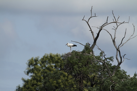 Fehér gólya fészke fán, a Hortobágyon (Fotó: Orbán Zoltán).