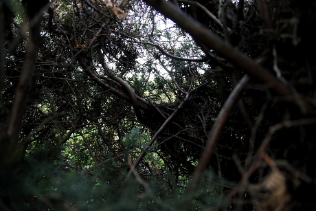 Fekete rigó kiürült fészke a tujasövényben (Fotó: Orbán Zoltán).