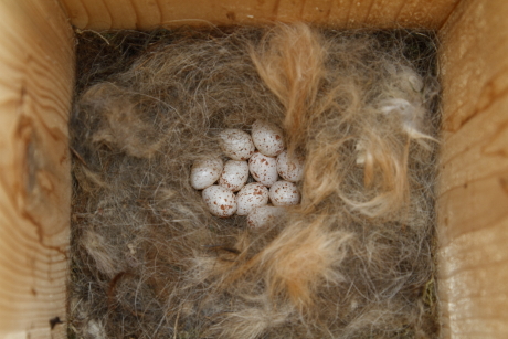 Széncinege tojásos fészke D típusú odúban (Fotó: Orbán Zoltán).
