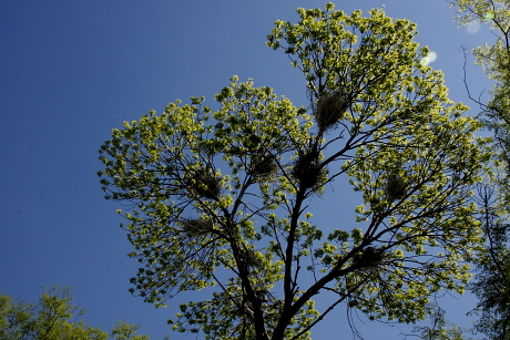 Gémtelepes fa a Fővárosi Állatkertben (Fotó: Orbán Zoltán).