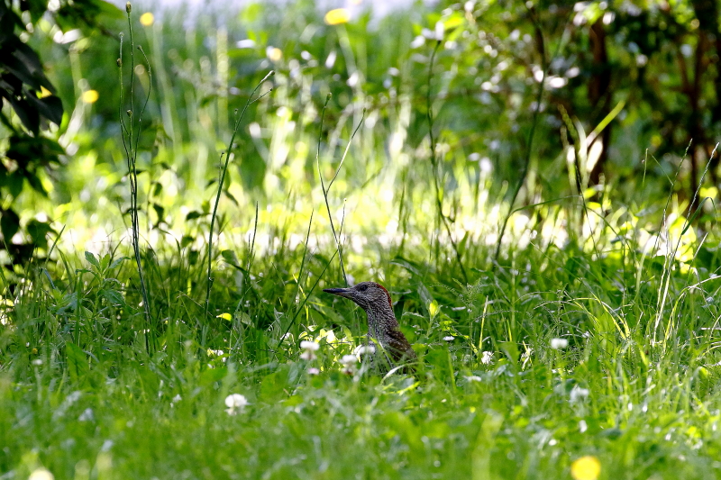 Zöld küllő fűben hangyászik / European Green Woodpecker (Fotó: Orbán Zoltán).
