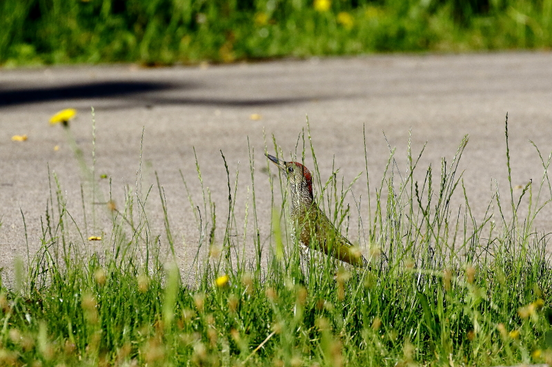 Zöld küllő füves útpadkán hangyászik / European Green Woodpecker (Fotó: Orbán Zoltán).