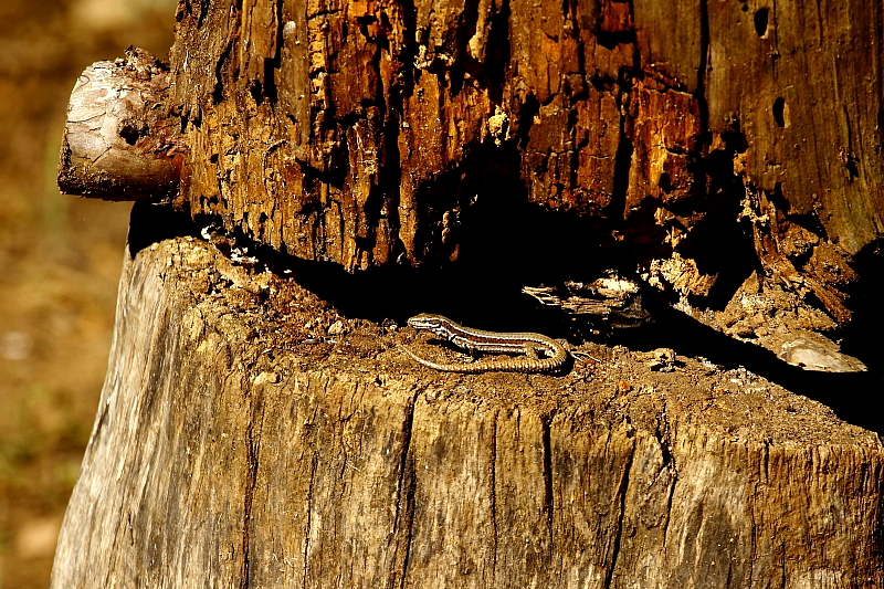 Fali gyík – az egyik faj a "harkálykert" rönkrakásának nyári vendégei közül (Fotó: Orbán Zoltán).