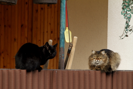 Házi macskák egy kerítésen (Fotó: Orbán Zoltán).
