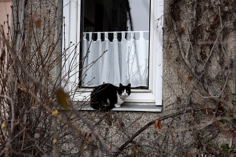 Házi macska egy panelház földszinti ablakpárkányán (Fotó: Orbán Zoltán).