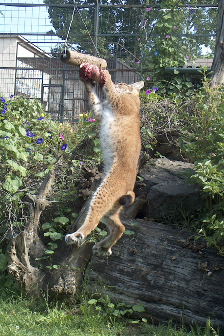 Hiúz 2 m magasan levő műmadár zsákmányért ugrik a jászberényi  állatkertben (Fotó: Orbán Zoltán).