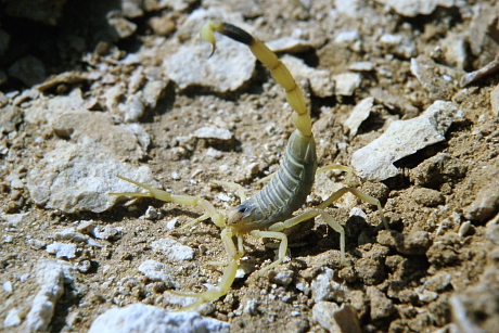 Fenyegető tartású skorpió a Líbiai-sivatagban (Fotó: Orbán Zoltán).