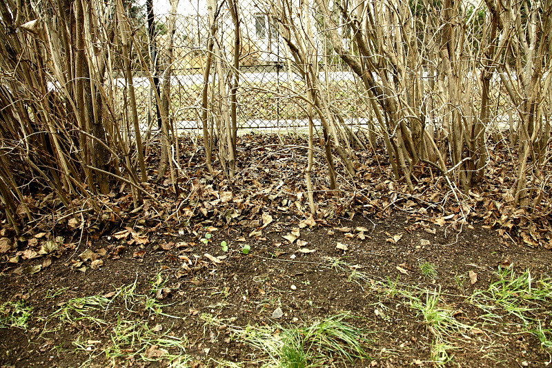 A bokrok alatt hullott faleveleket meghagyó madárbarát gereblyézés (Fotó: Orbán Zoltán).