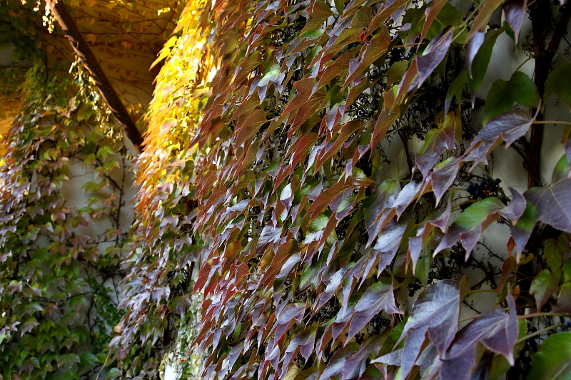 Házfalra felfutott vadszőlő őszi színekben (Fotó: Orbán Zoltán).