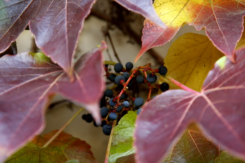 Természetvédelmi farakás vadszőlővel, ősszel (Fotó: Orbán Zoltán).