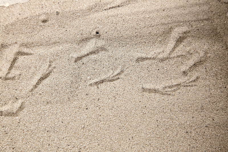 Kistestű énekesmadár (mezei veréb vagy széncinege) nyoma homok nyomcsapdában (Fotó: Orbán Zoltán).