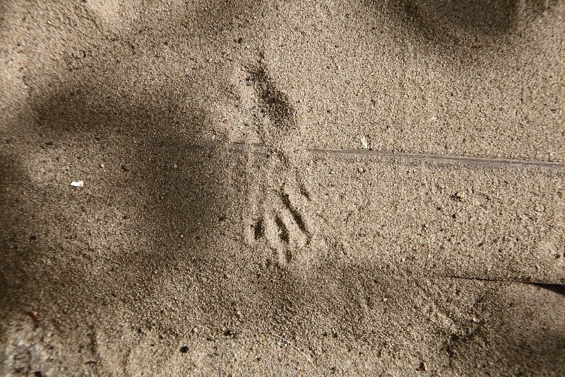 Keleti sün lábnyoma homok nyomcsapdában (Fotó: Orbán Zoltán).