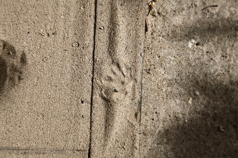 Keleti sün lábnyoma homok nyomcsapdában (Fotó: Orbán Zoltán).