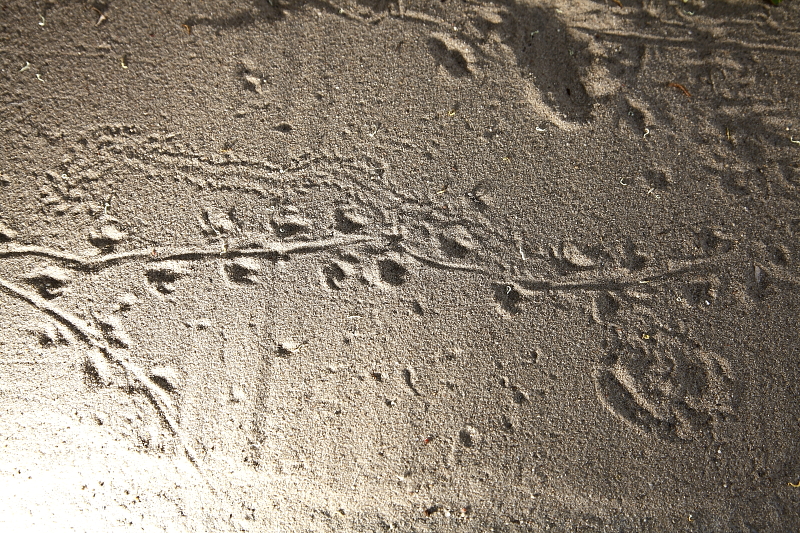 Fali gyík nyoma homok nyomcsapdában (Fotó: Orbán Zoltán).