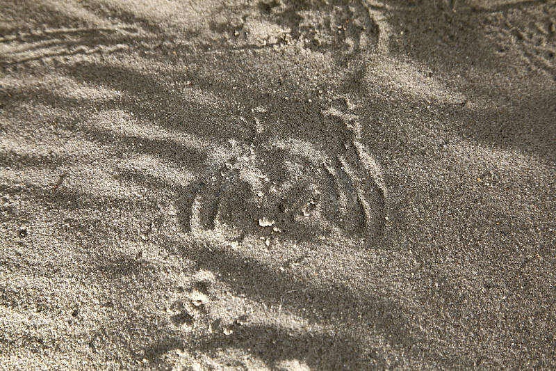 Zöld varangy nyoma homok nyomcsapdában (Fotó: Orbán Zoltán).