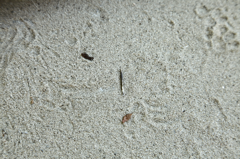 A látogató kilétére egyértelmű utalás a homok felszínén látható süntüske (Fotó: Orbán Zoltán).