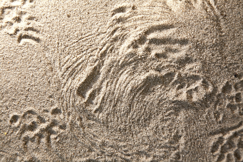 Egy másik alkalommal szépen megőrződtek a homokban a has hosszú szőrszálainak seprűszerű nyomai is (Fotó: Orbán Zoltán).