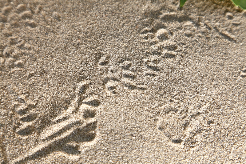 Keleti sün lábnyomai homok nyomcsapdában (Fotó: Orbán Zoltán).