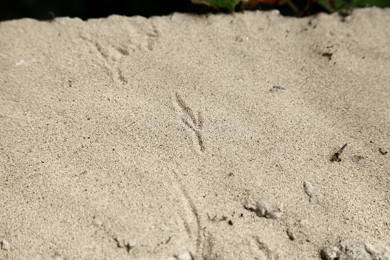 Kistestű énekesmadár (mezei veréb vagy széncinege) nyoma homok nyomcsapdában (Fotó: Orbán Zoltán).