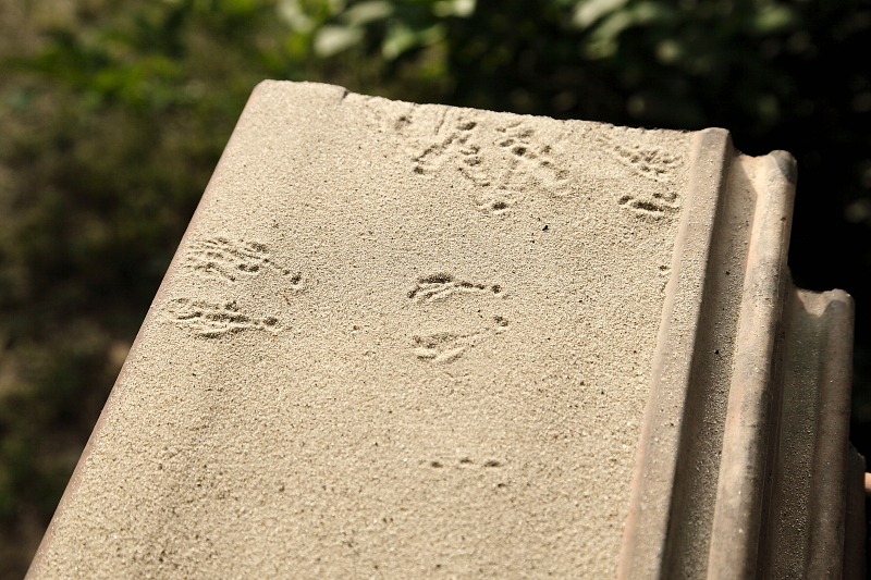 Énekesmadár - valószínűleg széncinege vagy mezei veréb - nyomai ablakgyíkvár homok nyomcsapdájában (Fotó: Orbán Zoltán).