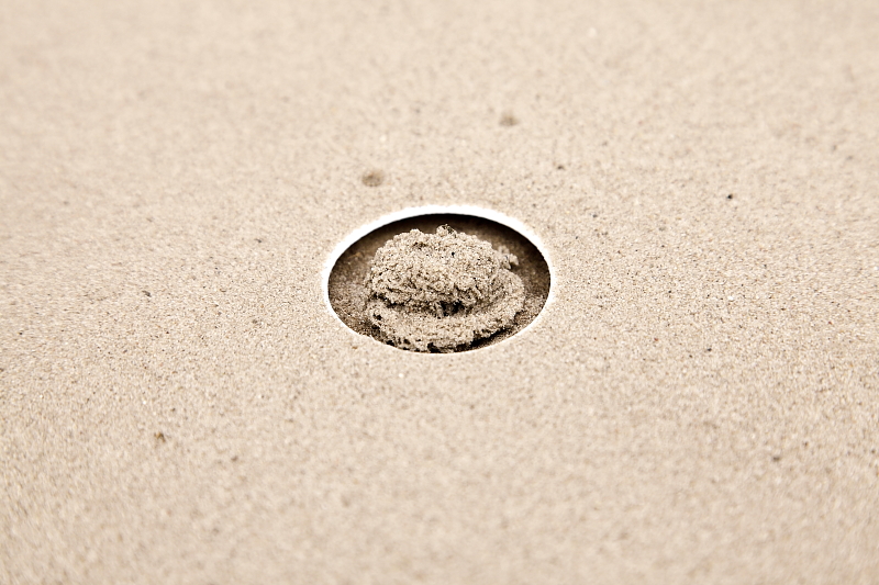 Ha óvatosak vagyunk, a frissített homokú nyomcsapda gond nélkül visszahelyezhető (Fotó: Orbán Zoltán).