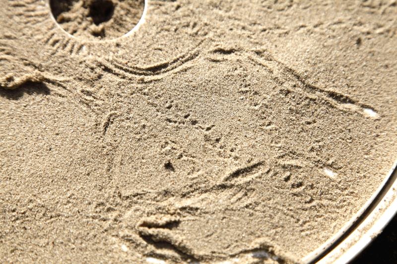Termetesebb rovar és meztelencsiga nyoma homok nyomcsapdában (Fotó: Orbán Zoltán).