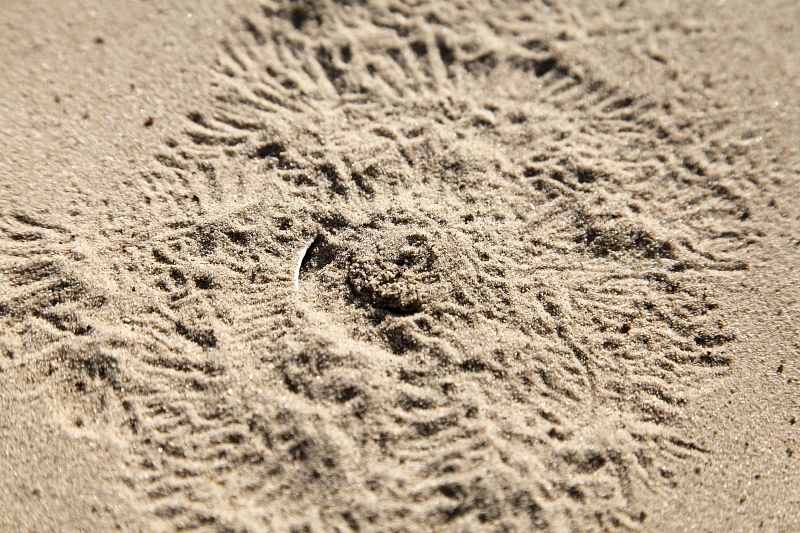 Ehhez a lábaival sugárirányban húzta magához az anyagot, ami a reggel fényben különösen látványos mintákat hagyott a homokban (Fotó: Orbán Zoltán).