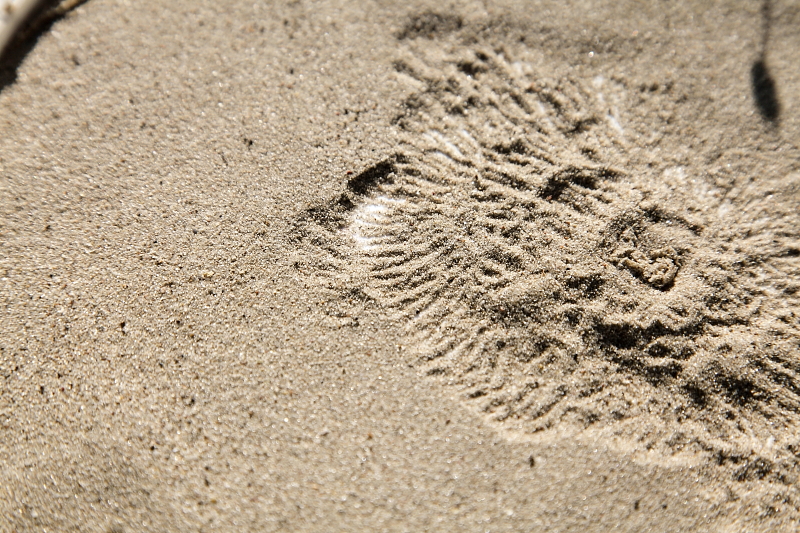 Ehhez a lábaival sugárirányban húzta magához az anyagot, ami a reggel fényben különösen látványos mintákat hagyott a homokban (Fotó: Orbán Zoltán).