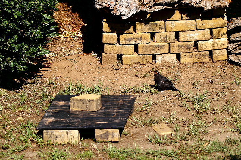 Amint azt ez a napfürdőző fekete rigó is mutatja, ez a meglehetősen feltűnő megoldás nem zavarta meg a kert lakóinak életét (Fotó: Orbán Zoltán).