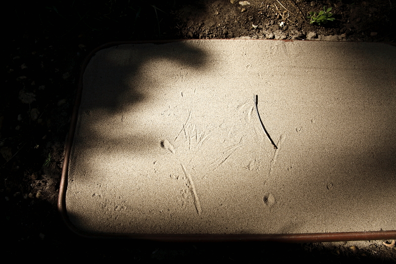 Szélgörgette fenyőtű nyoma homok nyomcsapdában (Fotó: Orbán Zoltán).