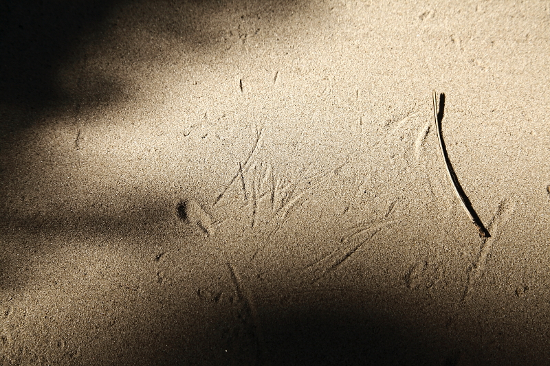 Szélgörgette fenyőtű nyoma homok nyomcsapdában (Fotó: Orbán Zoltán).